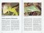 Preview: Karibische Anolis
